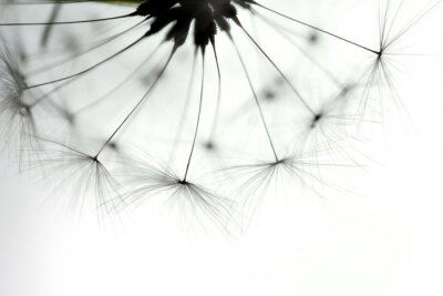 Makrofotografie einer Pusteblume