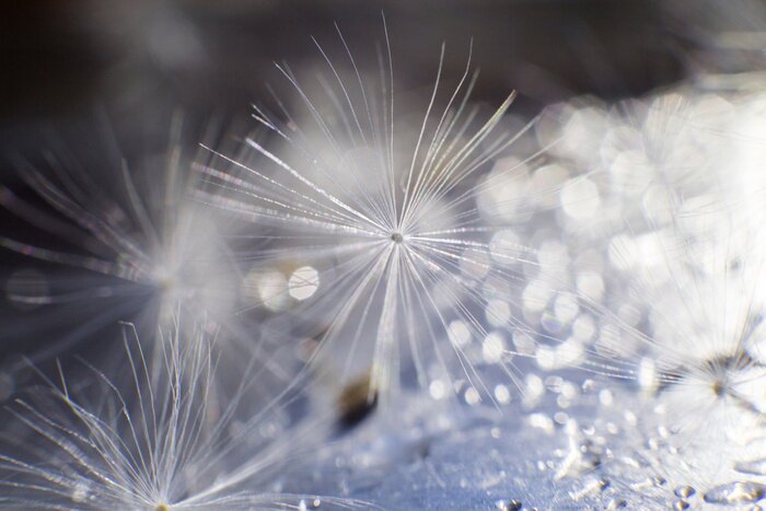 Bild Makrofotografie mit Pusteblume