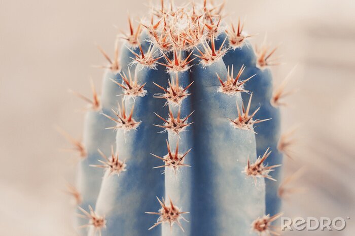 Bild Makrofotografie von Kaktus