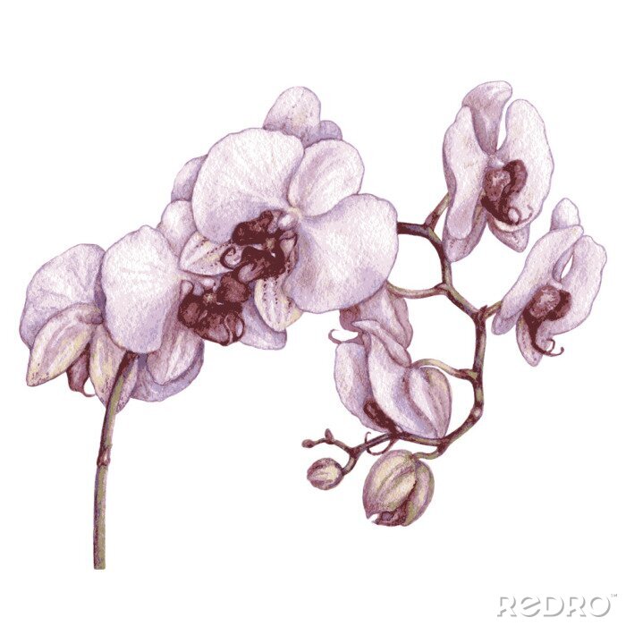 Bild Malerisches Detail mit Orchidee