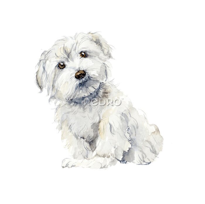 Bild Maltesischer Hund. Portrait kleinen Hund. Aquarell Hand gezeichnet Illustration