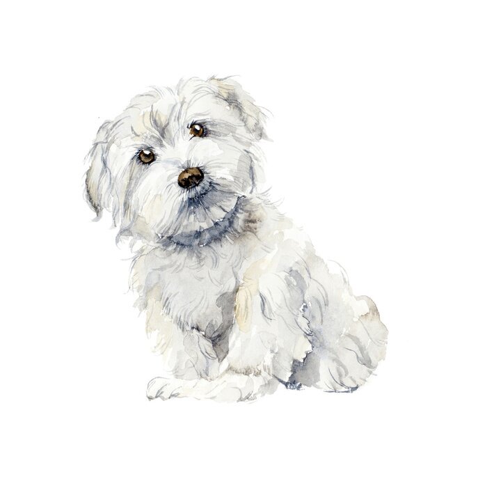 Bild Maltesischer Hund. Portrait kleinen Hund. Aquarell Hand gezeichnet Illustration