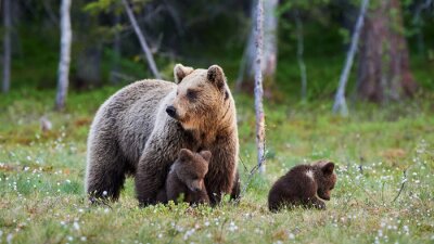 Mama Bär und die Bären
