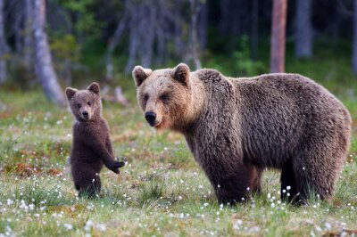 Mama und der kleine Bär