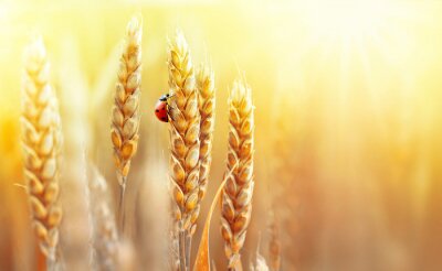 Marienkäfer auf der goldenen Ähre des Weizens
