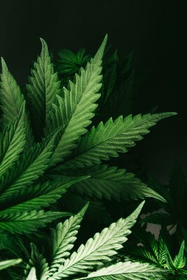 Marihuana-Blätter vom Licht beleuchtet