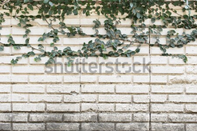 Bild Mauer mit Efeu weiße Ziegel