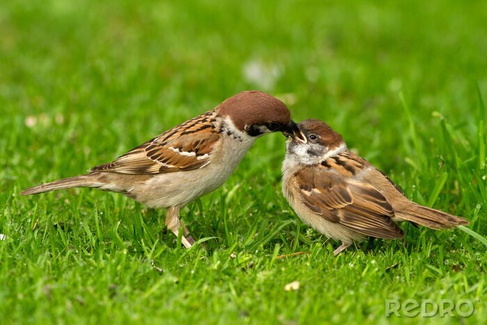 Bild Mazurkas Vögel