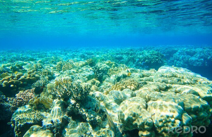 Bild Meer und Unterwasserwelt
