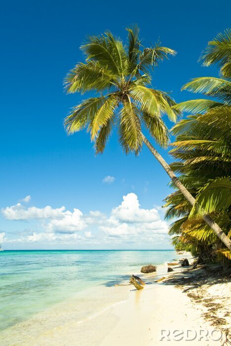 Bild Meeresufer und grüne Palmen