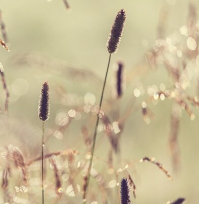 Melancholische Wiese