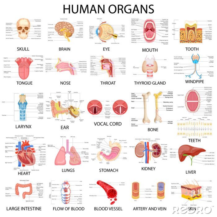 Bild Menschliche Organe