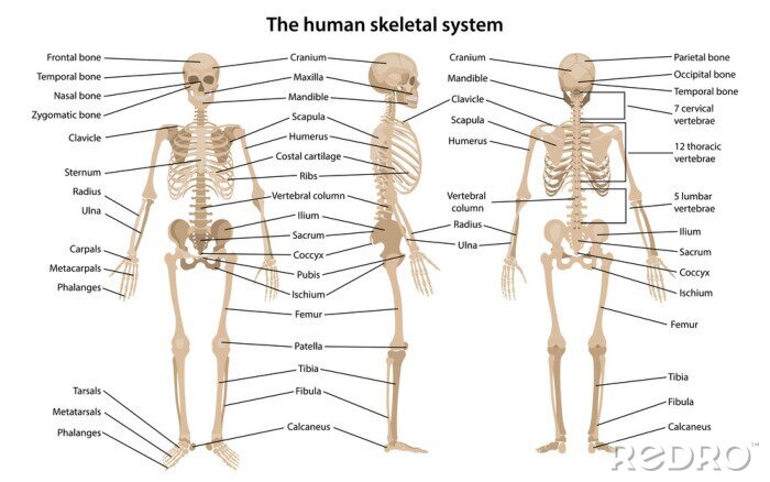 Bild Menschliches Skelett aus verschiedenen Perspektiven dargestellt
