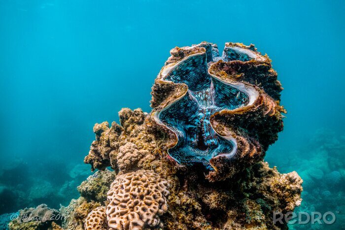 Bild Miesmuschel im Korallenriff