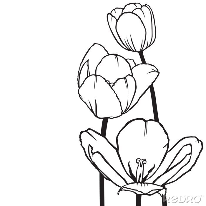 Bild Minimalistische Tulpen