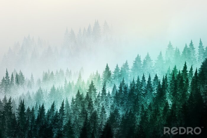 Bild Minimalistischer Wald im Nebel