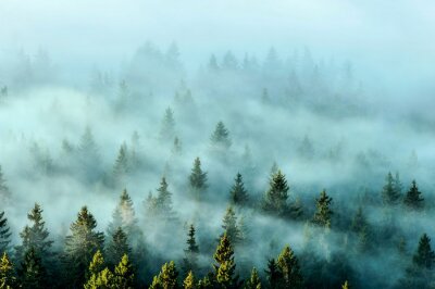 Bild Misty mountains with fir forest in fog. Foggy trees in morning light.