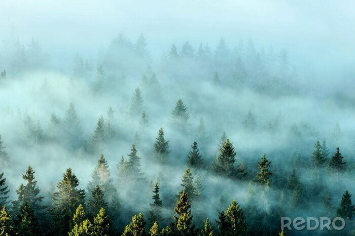 Bild Misty mountains with fir forest in fog. Foggy trees in morning light.