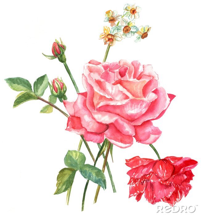 Bild Mit Aquarellfarbe gemalte rote Rosen