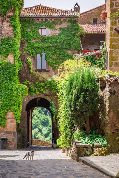 Bild Mit Efeu bewachsenes Gebäude