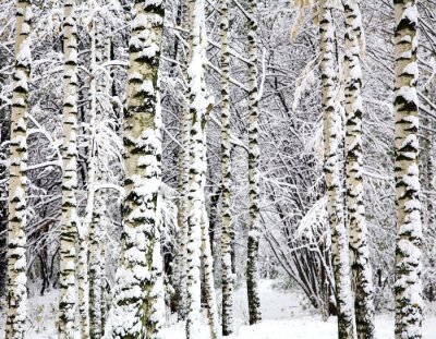 Mit Schnee bedeckte Birken