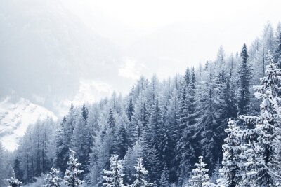 Mit Schnee bedeckter Wald