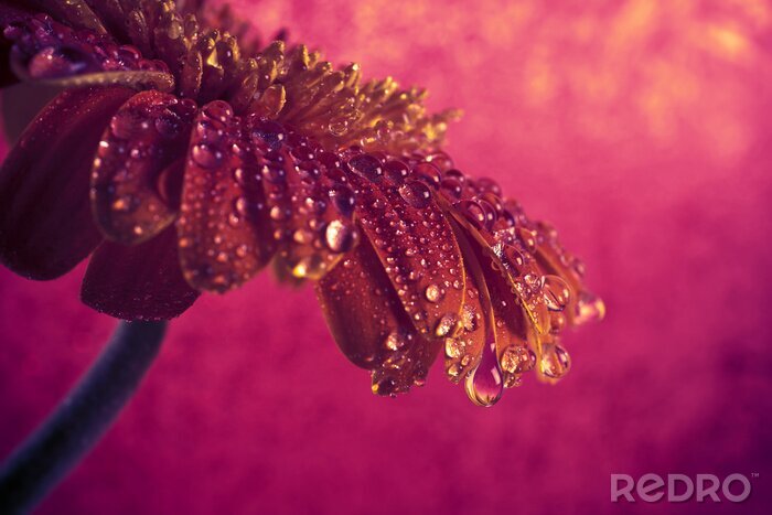 Bild Mit Tau bedeckte Rubin-Gerbera