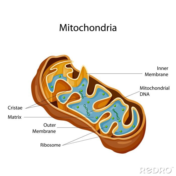 Bild Mitochondrium Illustration Gesundheit