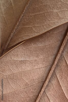 Bild Mocha Mousse, Pantone 2025. natural background - beige autumn dry leaf with veins close up