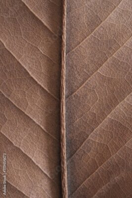 Bild Mocha Mousse, Pantone 2025. natural background - beige autumn dry leaf with veins close up