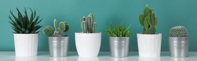 Moderne Raumdekoration.  Sammlung verschiedener Topfkaktus-Zimmerpflanzen auf weißem Regal gegen pastellfarbene türkisfarbene Wand.  Kaktuspflanzen Banner.