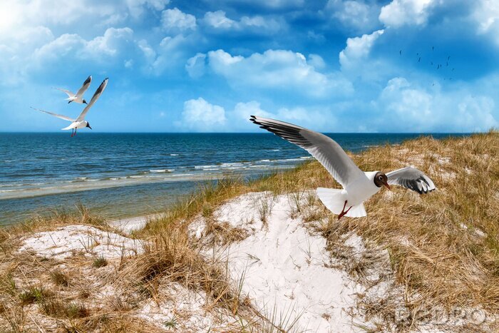 Bild Möwen Dünen und Meer