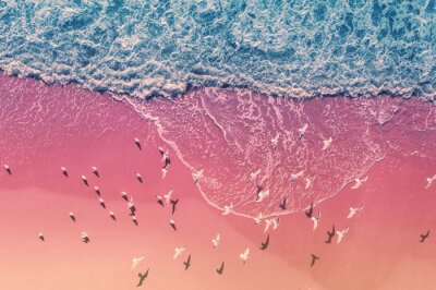 Bild Möwen über dem rosafarbenen Strand