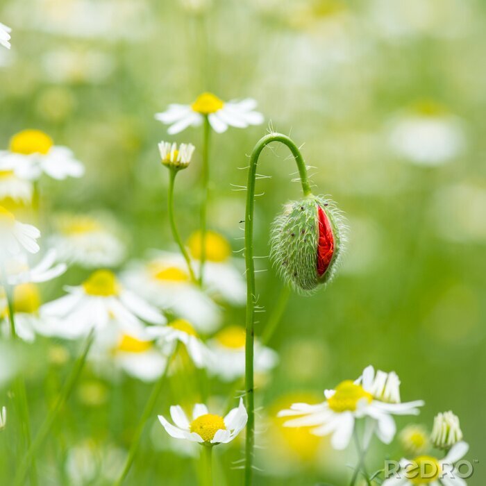 Bild Mohn-Knospe und Gänseblümchen als Natur