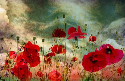 Mohn mit Gewitterwolken im Hintergrund