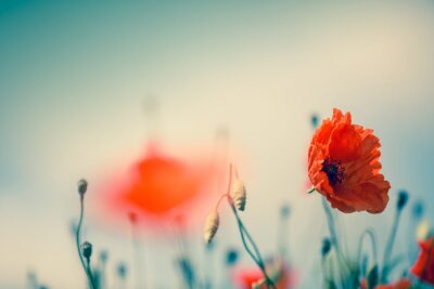 Mohnblume vor dem Hintergrund des Feldes