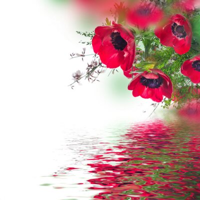 Mohnblumen am Wasser