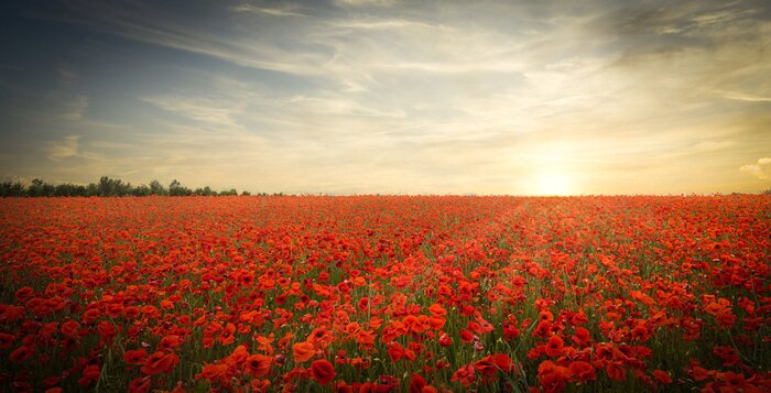 Bild Mohnblumen auf der Wiese bei Sonnenuntergang