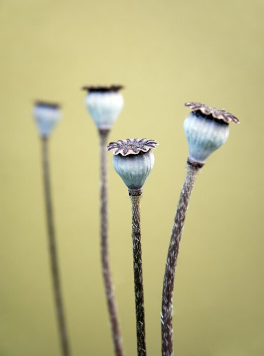 Bild Mohnblumen auf verschwommenem Hintergrund