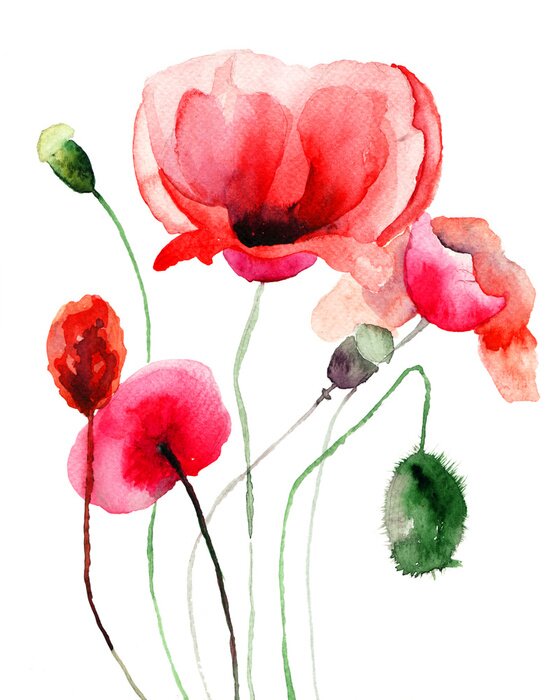 Bild Mohnblumen auf weißem Hintergrund verschwommen Aquarell