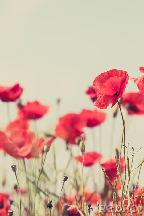 Bild Mohnblumen im Vintage-Stil