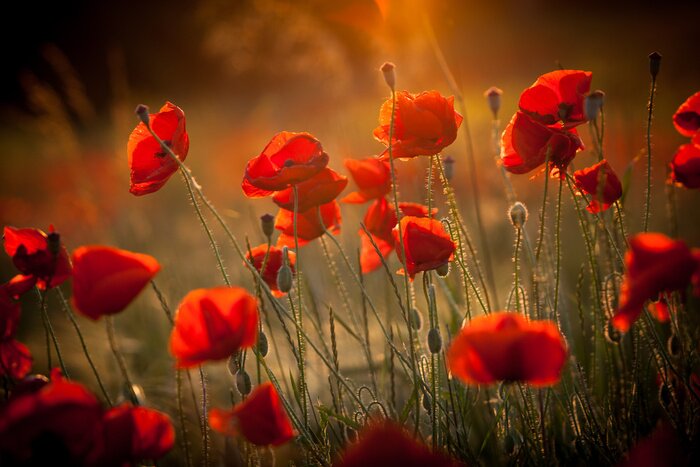 Bild Mohnblumen in den Sonnenstrahlen vor unscharfem Hintergrund