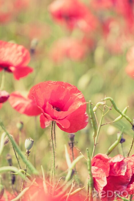 Bild Mohnblumen in Rot auf der Wiese