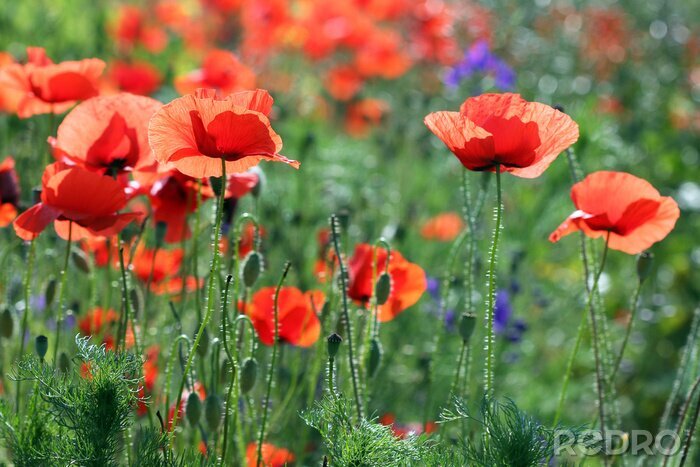 Bild Mohnblumen Kornblumen in der Sonne