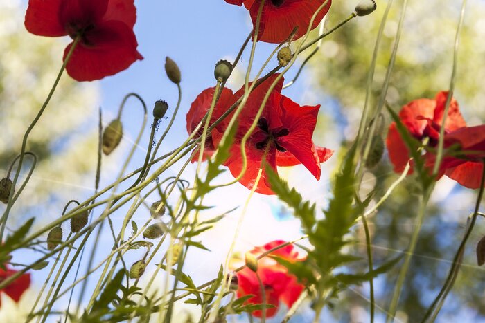 Bild Mohnblumen und Himmellandschaft