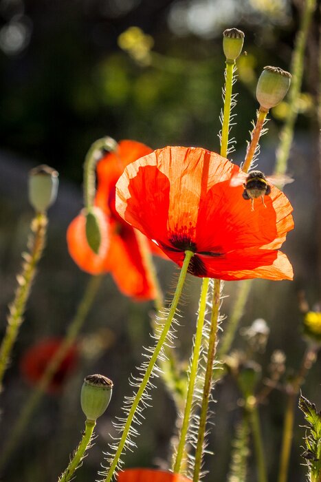 Bild Mohnblumen und Knospen