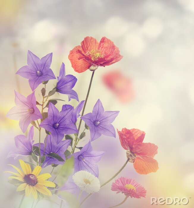 Bild Mohnblumen und violette Blumen auf der Wiese