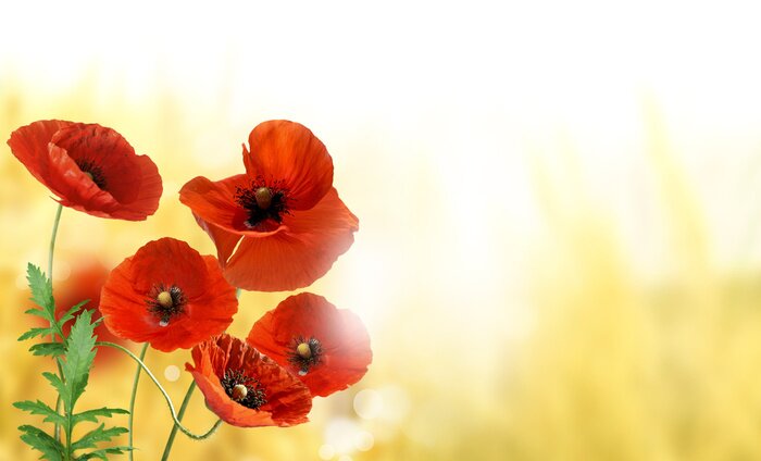 Bild Mohne auf gelbem Hintergrund