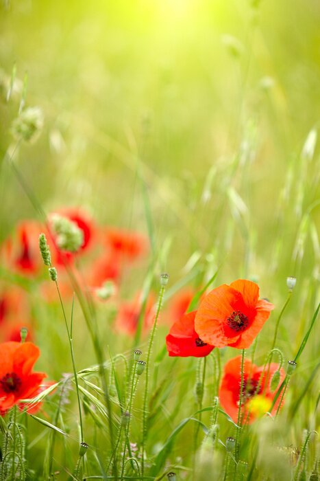 Bild Mohnfeld als Natur