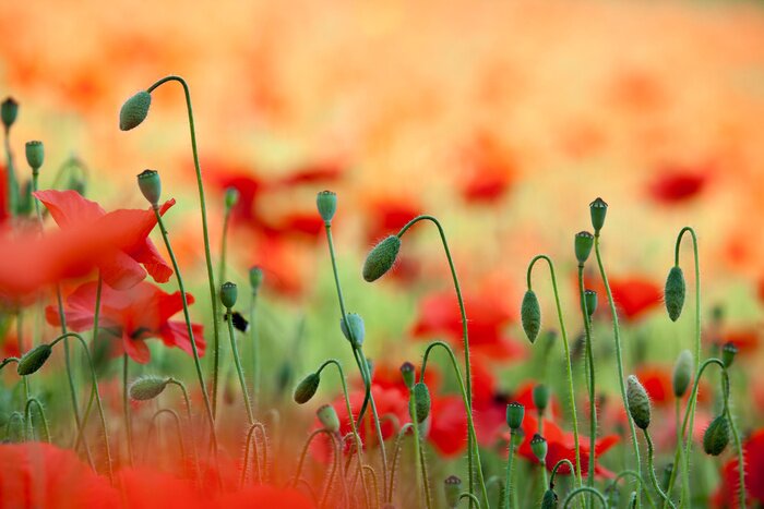 Bild Mohnknospen inmitten der Natur